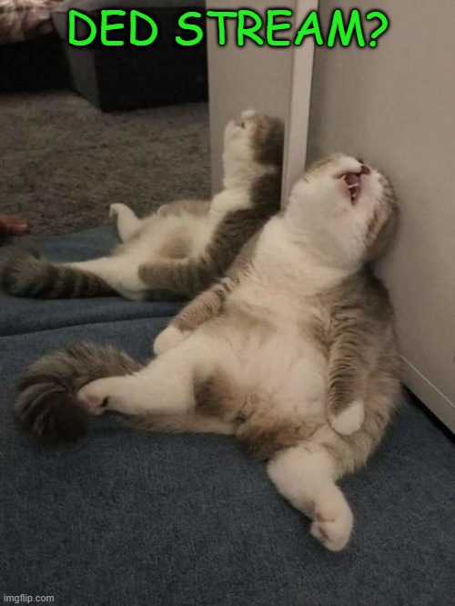 . | DED STREAM? | image tagged in tired cat | made w/ Imgflip meme maker