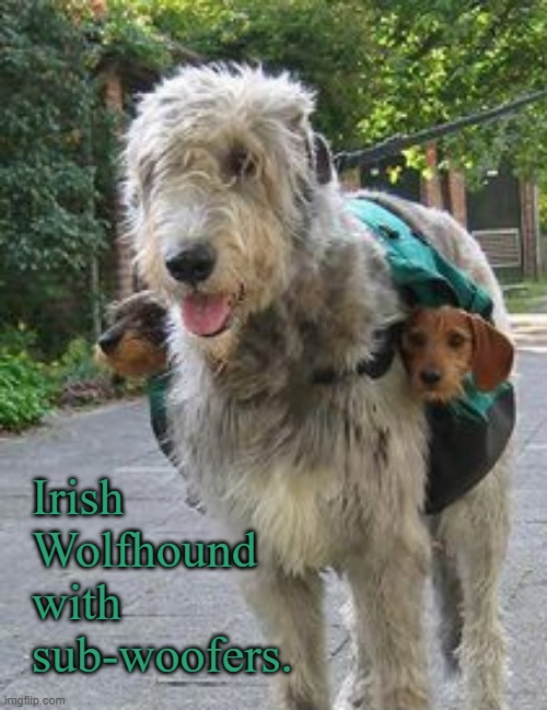 Irish 
Wolfhound 
with 
sub-woofers. | made w/ Imgflip meme maker