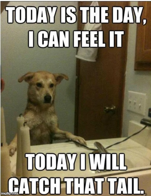 xD #5 | image tagged in lol | made w/ Imgflip meme maker