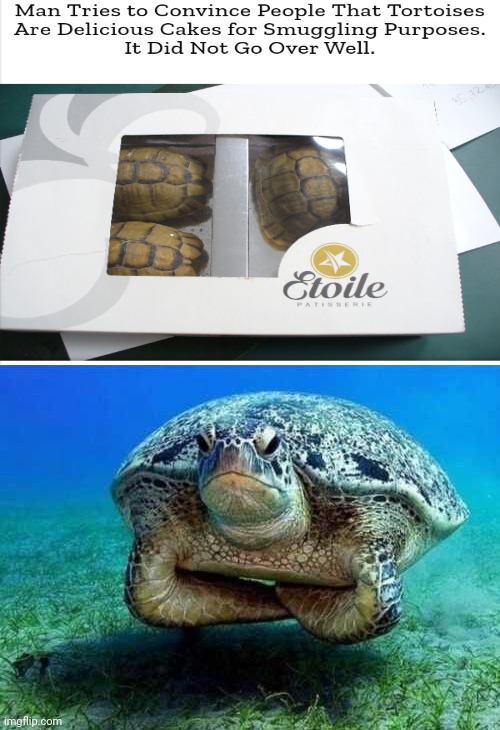 Tortoises | image tagged in disappointed sea turtle,tortoise,tortoises,news,memes,smuggling | made w/ Imgflip meme maker
