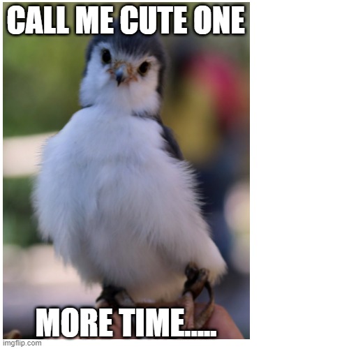 Funny Pygmy Falcon | CALL ME CUTE ONE; MORE TIME..... | image tagged in funny falcon,cute meme,falcon meme | made w/ Imgflip meme maker