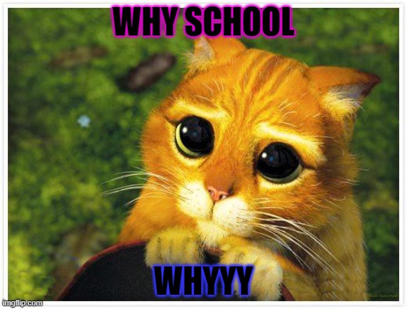 Sorry Kitty | WHY SCHOOL; WHYYY | image tagged in sorry kitty | made w/ Imgflip meme maker