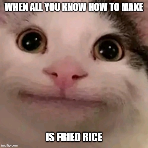 Beluga | WHEN ALL YOU KNOW HOW TO MAKE; IS FRIED RICE | image tagged in beluga,rice,cat | made w/ Imgflip meme maker