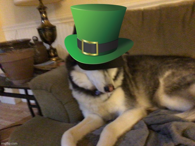 Happy St. Patrick's Day | image tagged in union husky,saint patrick's day | made w/ Imgflip meme maker