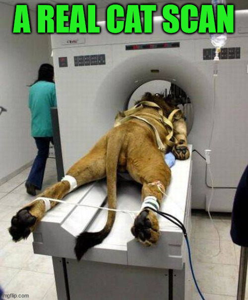 A REAL CAT SCAN | image tagged in eye roll | made w/ Imgflip meme maker