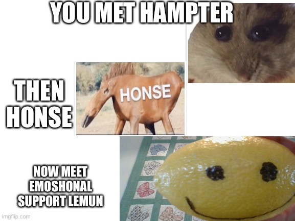 Hampter honse emoshonal support lemun | YOU MET HAMPTER; THEN HONSE; NOW MEET EMOSHONAL SUPPORT LEMUN | image tagged in blank white template | made w/ Imgflip meme maker