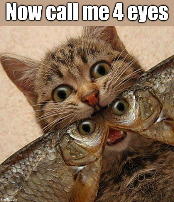 Now call me 4 eyes | image tagged in cats | made w/ Imgflip meme maker