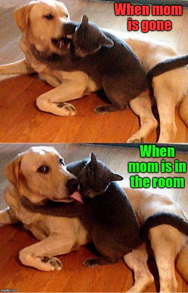 image tagged in dogs | made w/ Imgflip meme maker