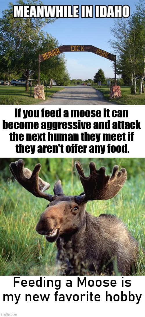 A new hobby of mine. | If you feed a moose it can 
become aggressive and attack 
the next human they meet if 
they aren't offer any food. Feeding a Moose is my new favorite hobby | image tagged in smiling moose,feeding,hobby | made w/ Imgflip meme maker