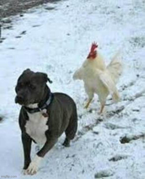 Bulldog/Rooster | image tagged in bulldog/rooster | made w/ Imgflip meme maker