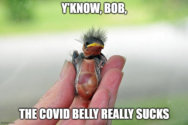 Baby Bird | Y'KNOW, BOB, THE COVID BELLY REALLY SUCKS | image tagged in baby bird | made w/ Imgflip meme maker