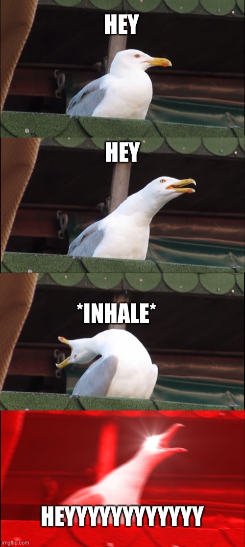 HEY | HEY; HEY; *INHALE*; HEYYYYYYYYYYYY | image tagged in memes,inhaling seagull | made w/ Imgflip meme maker