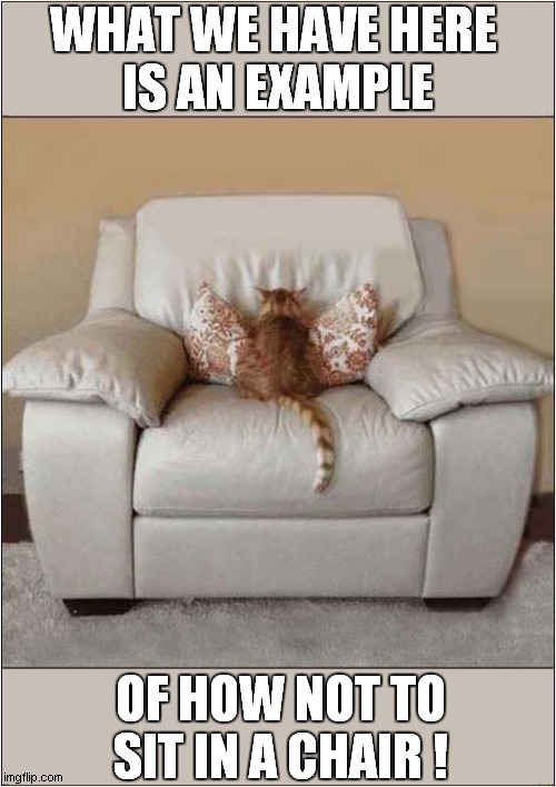Work It Out, Kitty ! | WHAT WE HAVE HERE 
IS AN EXAMPLE; OF HOW NOT TO SIT IN A CHAIR ! | image tagged in cats,sitting,chair | made w/ Imgflip meme maker