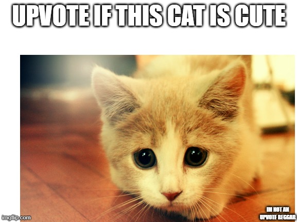 Upvote = cute |  UPVOTE IF THIS CAT IS CUTE; IM NOT AN UPVOTE BEGGAR | image tagged in cute kitten,upvote if you agree,upvote | made w/ Imgflip meme maker