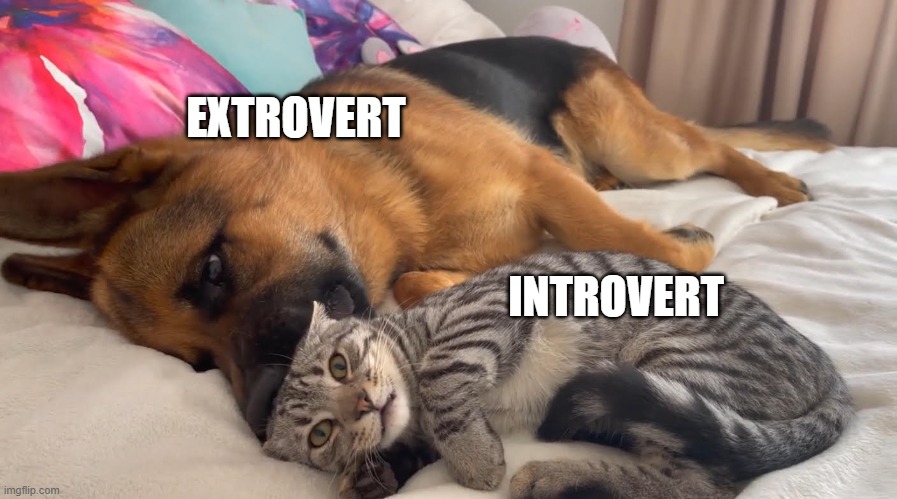 awww | EXTROVERT; INTROVERT | image tagged in dogs,cats | made w/ Imgflip meme maker