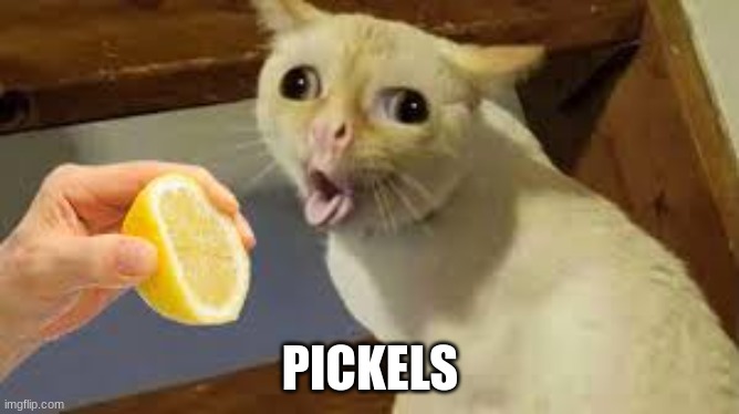 cat | PICKELS | image tagged in memes | made w/ Imgflip meme maker