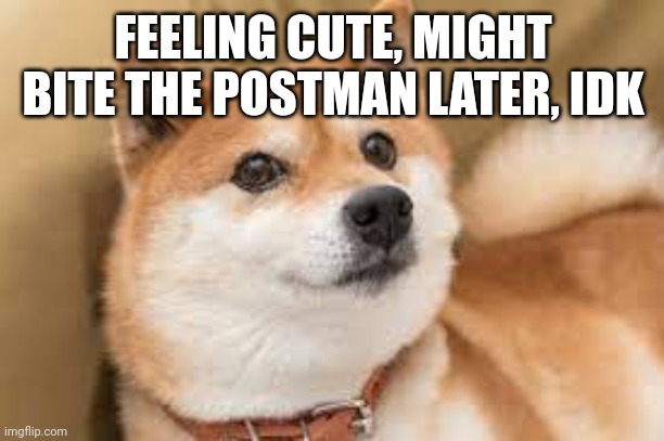 cute doge | FEELING CUTE, MIGHT BITE THE POSTMAN LATER, IDK | image tagged in cute doge | made w/ Imgflip meme maker