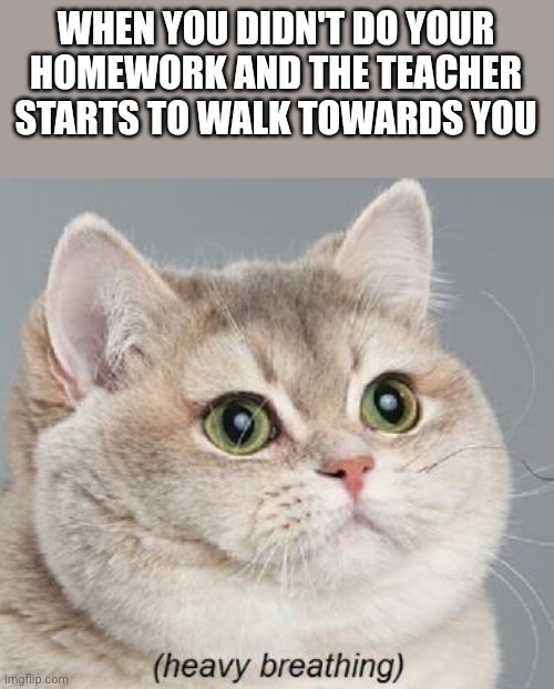 Heavy Breathing Cat | WHEN YOU DIDN'T DO YOUR HOMEWORK AND THE TEACHER STARTS TO WALK TOWARDS YOU | image tagged in memes,heavy breathing cat | made w/ Imgflip meme maker