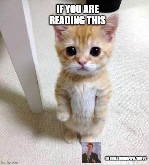 Cute Cat | IF YOU ARE READING THIS; IM NEVER GONNA GIVE YOU UP | image tagged in memes,cute cat | made w/ Imgflip meme maker