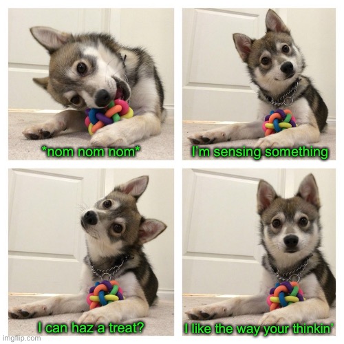 Cutie Pie! | I’m sensing something; *nom nom nom*; I can haz a treat? I like the way your thinkin’ | image tagged in funny memes,funny dog memes | made w/ Imgflip meme maker