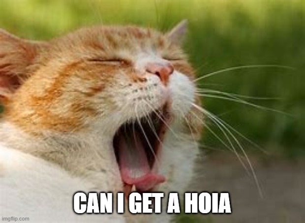 Can I get a hoia | CAN I GET A HOIA | image tagged in funny cats | made w/ Imgflip meme maker