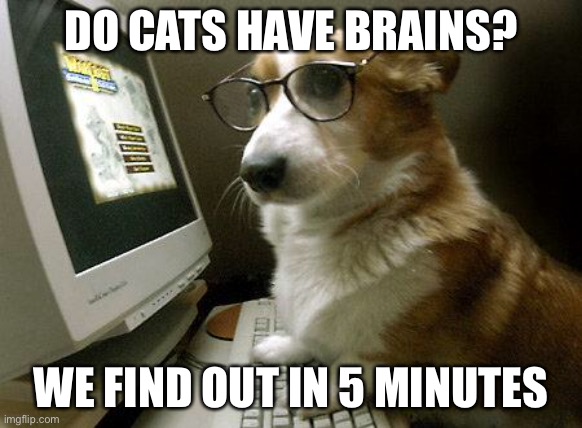 Smart Dog | DO CATS HAVE BRAINS? WE FIND OUT IN 5 MINUTES | image tagged in smart dog | made w/ Imgflip meme maker