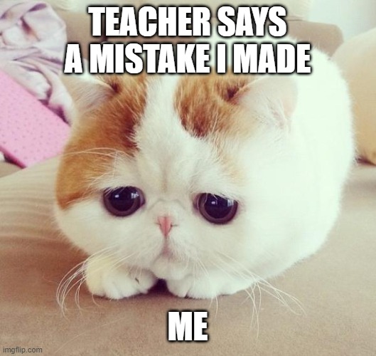 Sad Cat | TEACHER SAYS A MISTAKE I MADE; ME | image tagged in sad cat | made w/ Imgflip meme maker