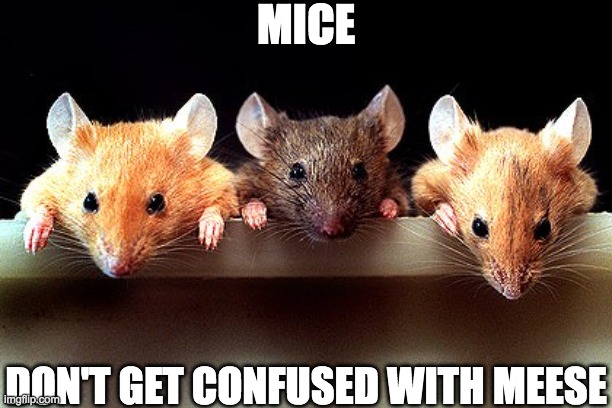 meese | MICE; DON'T GET CONFUSED WITH MEESE | image tagged in moose,mice,memes,demotivational | made w/ Imgflip meme maker