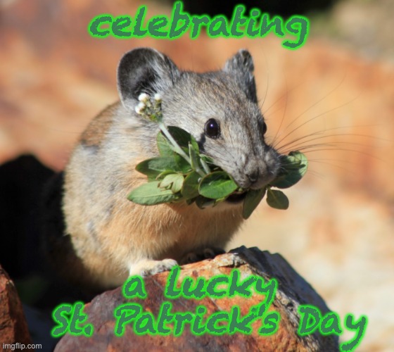 Living in clover | celebrating; a lucky
 St. Patrick's Day | image tagged in mouse with clover,st patrick's day,holidays,lucky | made w/ Imgflip meme maker