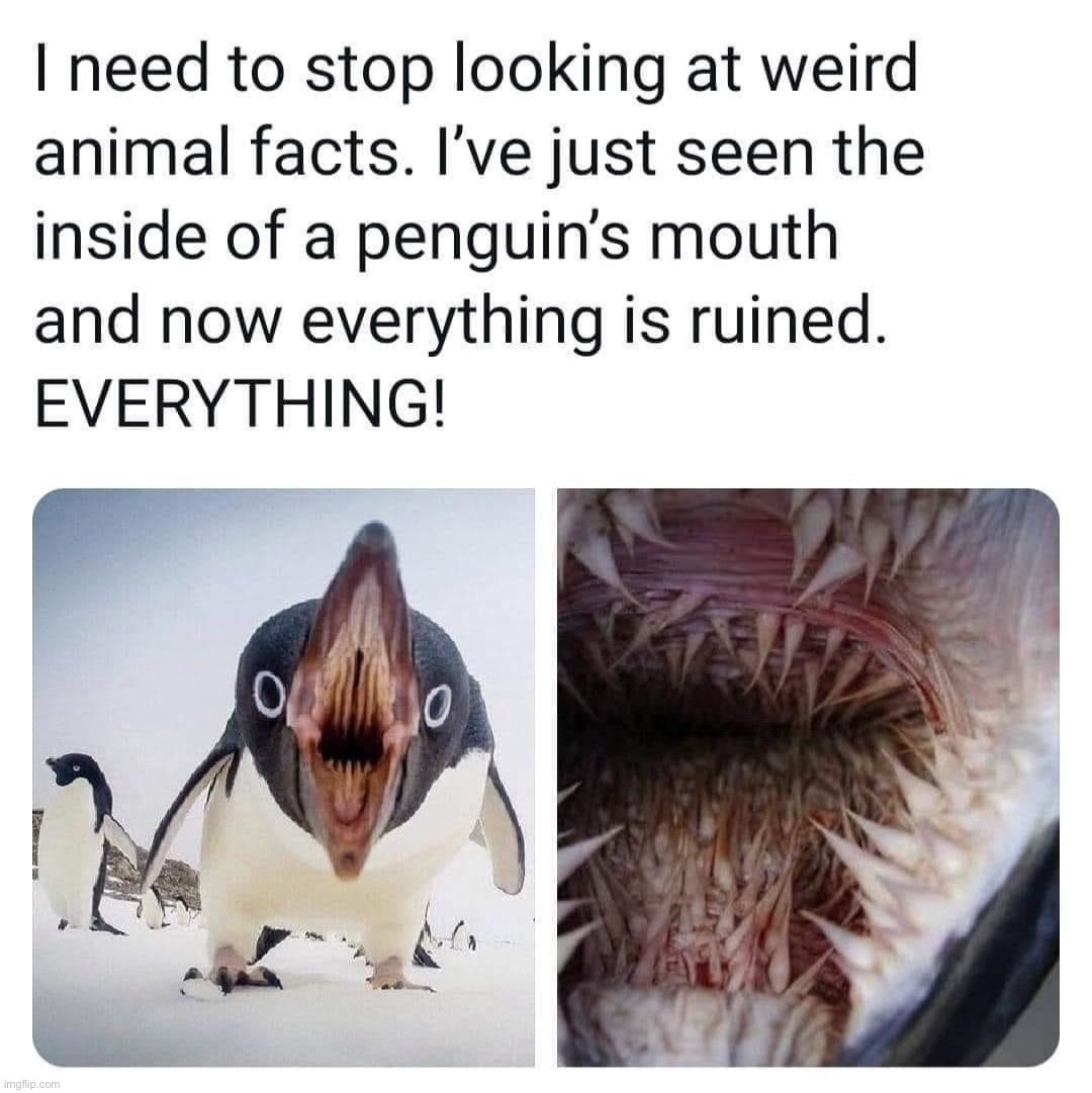 No, this isn’t real, no. No no no no | image tagged in penguin teeth | made w/ Imgflip meme maker
