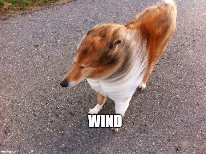 windy dog | WIND | image tagged in windy dog | made w/ Imgflip meme maker