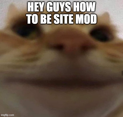 awkward cat | HEY GUYS HOW TO BE SITE MOD | image tagged in awkward cat | made w/ Imgflip meme maker