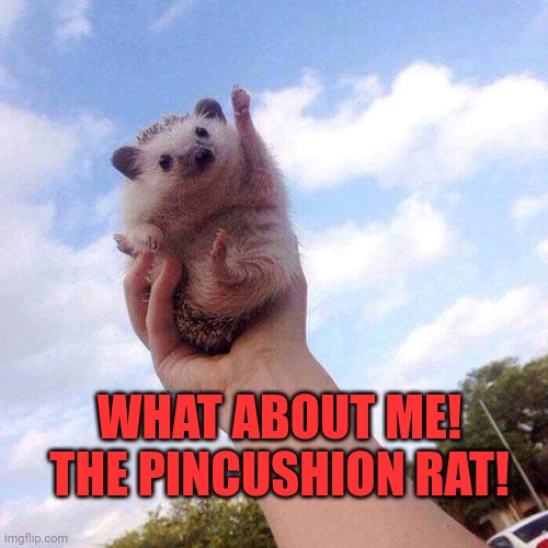 Post this rat. | WHAT ABOUT ME! THE PINCUSHION RAT! | image tagged in motivational hedgehog is motivational,post this rat,rats | made w/ Imgflip meme maker