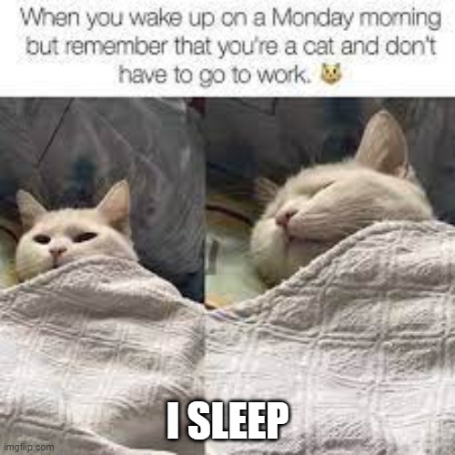 pov cat | I SLEEP | image tagged in cats,memes,funny memes | made w/ Imgflip meme maker