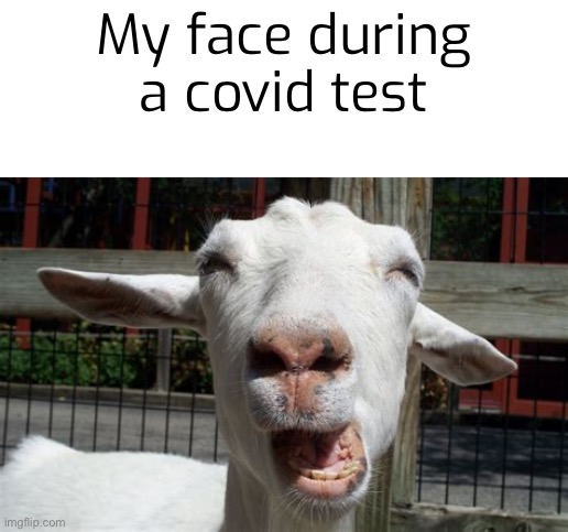 Yep, that about sums it up. | My face during a covid test | image tagged in memes,fun,covid,goats | made w/ Imgflip meme maker