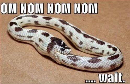 image tagged in funny,animals