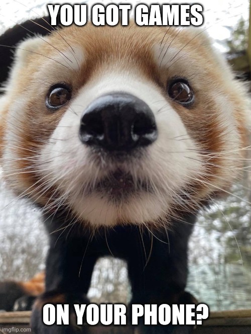 This image sure is a meme potential. |  YOU GOT GAMES; ON YOUR PHONE? | image tagged in red panda,stare,staring,you got games on your phone,panda,memes | made w/ Imgflip meme maker