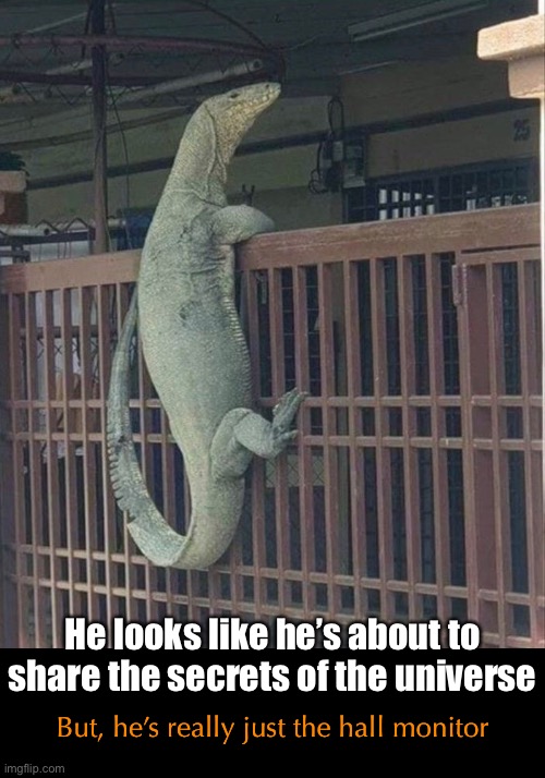 Hall Monitor Lizard | He looks like he’s about to share the secrets of the universe; But, he’s really just the hall monitor | image tagged in funny memes,dad jokes,eyeroll,monitor lizard | made w/ Imgflip meme maker