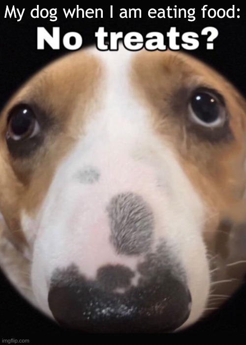 No treats? | My dog when I am eating food: | image tagged in no treats | made w/ Imgflip meme maker