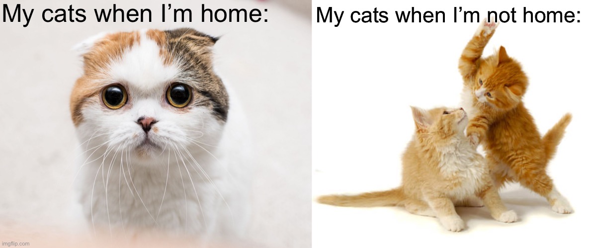 Cats | My cats when I’m home:; My cats when I’m not home: | made w/ Imgflip meme maker