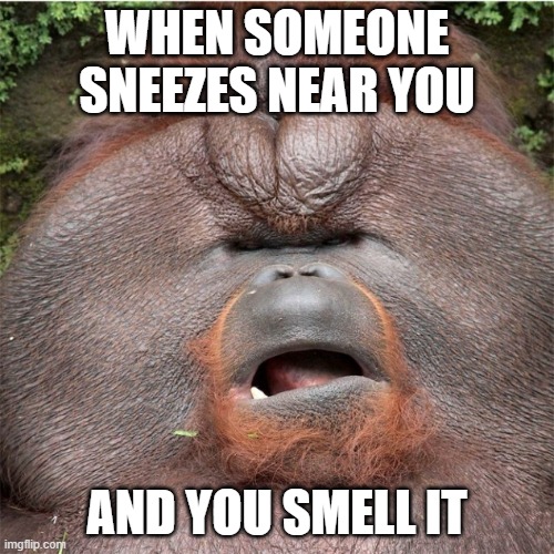 Cringy Orangutan | WHEN SOMEONE SNEEZES NEAR YOU; AND YOU SMELL IT | image tagged in cringy orangutan | made w/ Imgflip meme maker