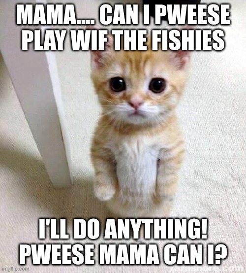 Fishies want to play | MAMA.... CAN I PWEESE PLAY WIF THE FISHIES; I'LL DO ANYTHING! PWEESE MAMA CAN I? | image tagged in memes,cute cat | made w/ Imgflip meme maker