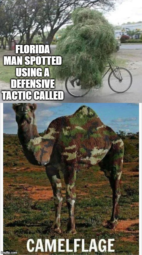 FLORIDA MAN SPOTTED USING A DEFENSIVE TACTIC CALLED | image tagged in camelflage | made w/ Imgflip meme maker