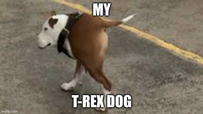 meme | MY; T-REX DOG | image tagged in funny memes | made w/ Imgflip meme maker