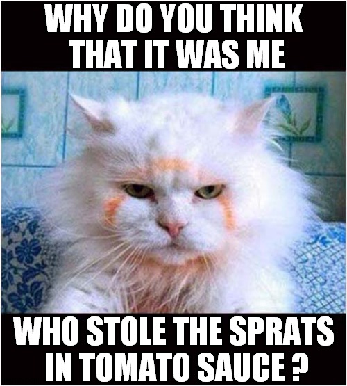 Cat Pleads Innocence Over Fish Theft ! | WHY DO YOU THINK
 THAT IT WAS ME; WHO STOLE THE SPRATS
 IN TOMATO SAUCE ? | image tagged in cats,stealing,innocence,fish | made w/ Imgflip meme maker