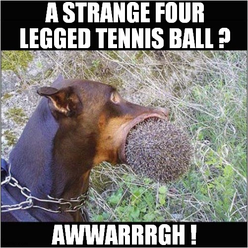 What Have You Found ? | A STRANGE FOUR LEGGED TENNIS BALL ? AWWARRRGH ! | image tagged in dogs,hedgehog,strange | made w/ Imgflip meme maker