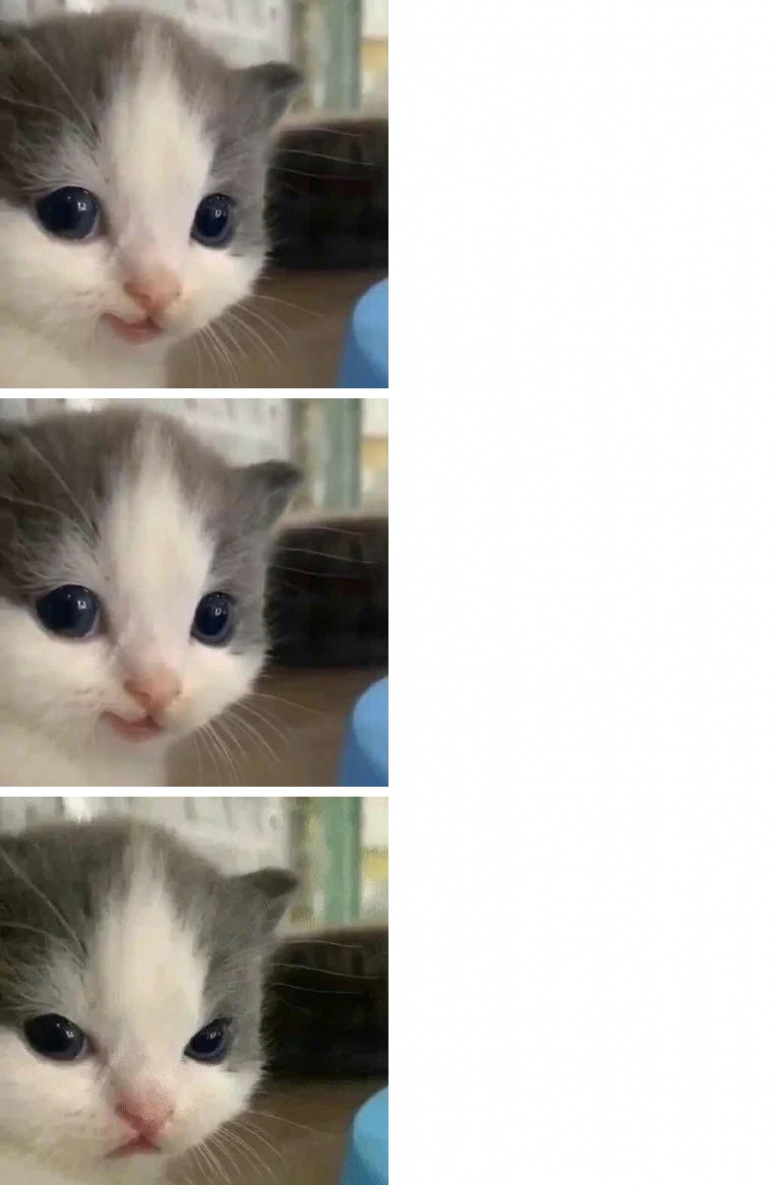 hehe cat kitten 3 parts Blank Meme Template