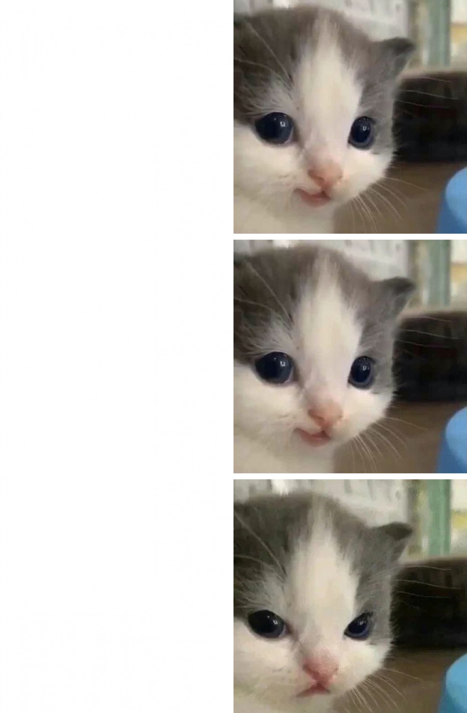 High Quality hehe cat kitten 3 parts right-hand-side Blank Meme Template