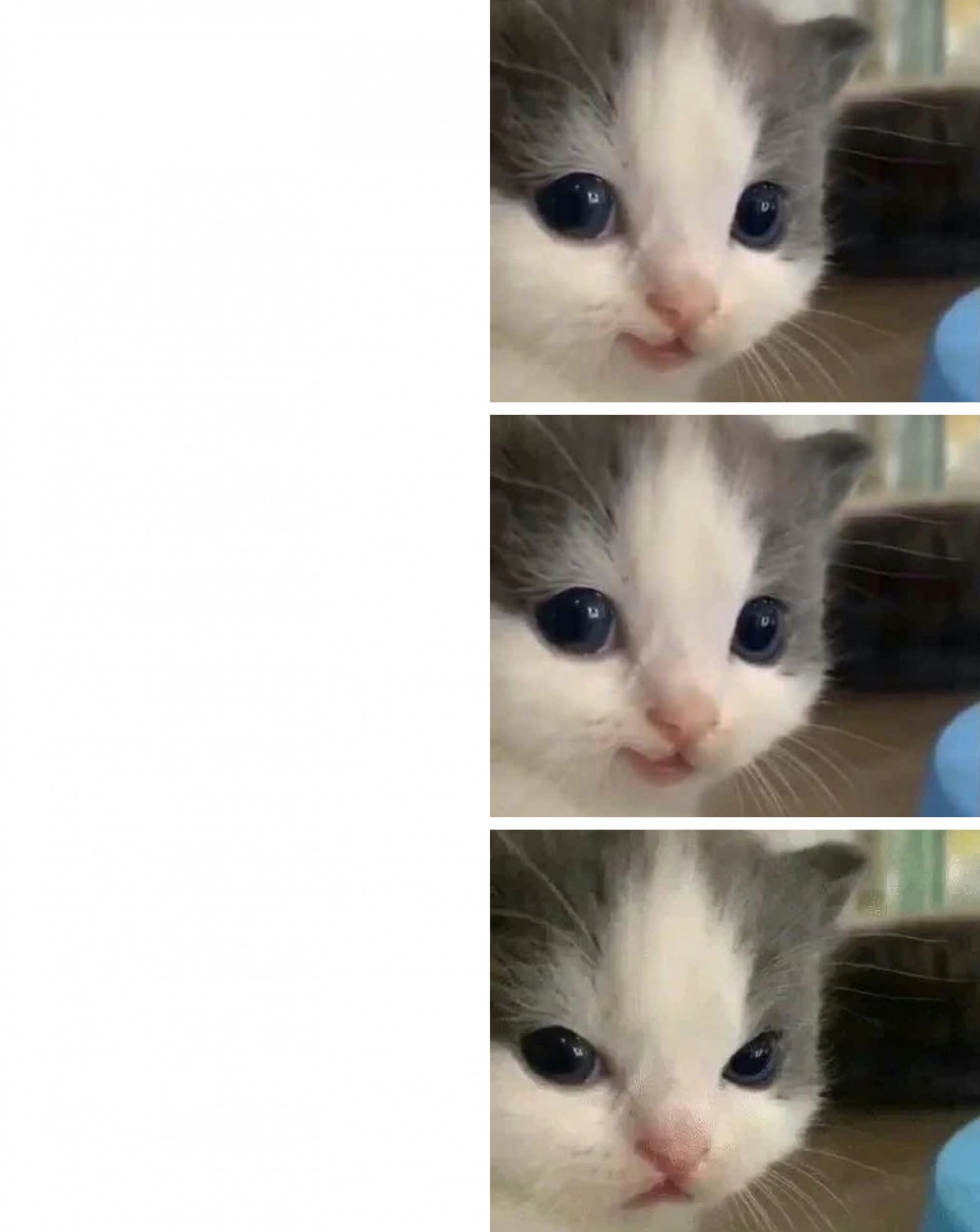 High Quality cat hehe kitten 3-parts Blank Meme Template