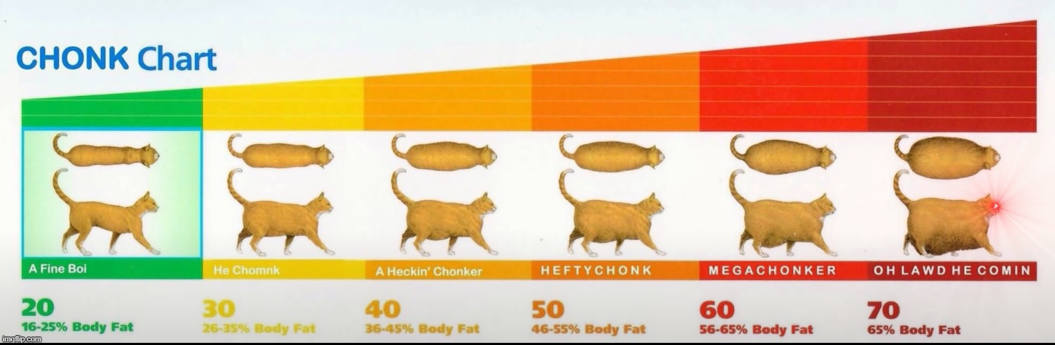 chonk chart | image tagged in chonk chart | made w/ Imgflip meme maker